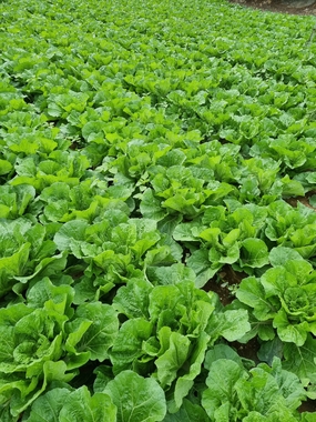 菜园绿叶蔬菜图片